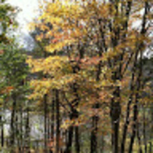 Meet your Posher, Patsy